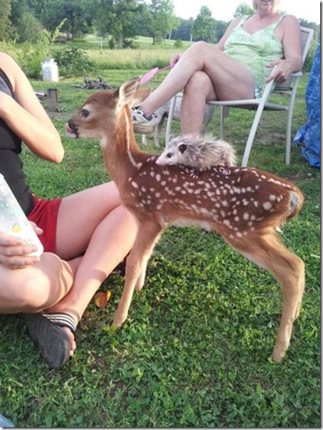 funny-animals-cute-1
