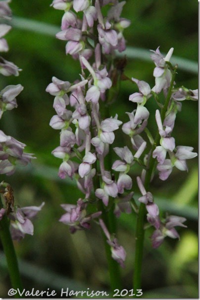 20-orchids