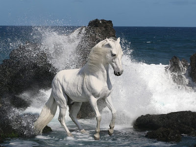 Caballo-en-el-mar.jpg