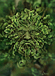 Green Man Greetings Card