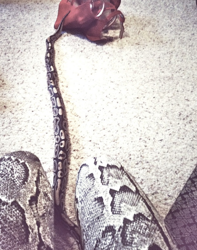 pythonaisha pythonaisha