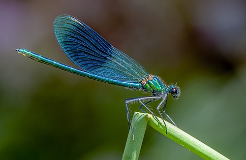 [DAMSELFLY%2520by%2520ANTHONY%2520WRIGHT%2520P1%255B4%255D.jpg]