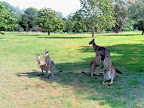 Mar 31 - Kangaroos