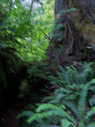 california_sequoia