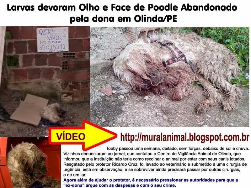 [poodle-olinda%255B3%255D.jpg]