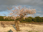 Amendier en fleur