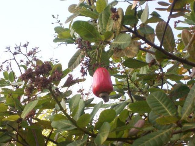 [cashewnews_163%255B2%255D.jpg]