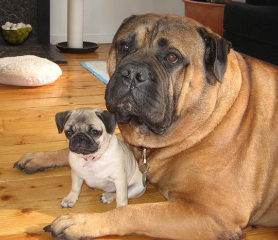 [animalsminime222.jpg]
