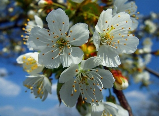 [flor%2520del%2520cerezo%255B3%255D.jpg]