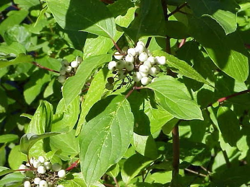 Red+osier+dogwood+berries