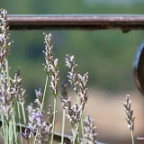 Provence 2011