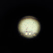 RIMG0449.JPG