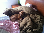 TEQUILA muyyyyyyyy cómoda en cama, quien fuera tu mi querida TEQUILA