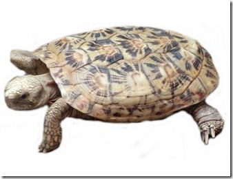 turtle201188896