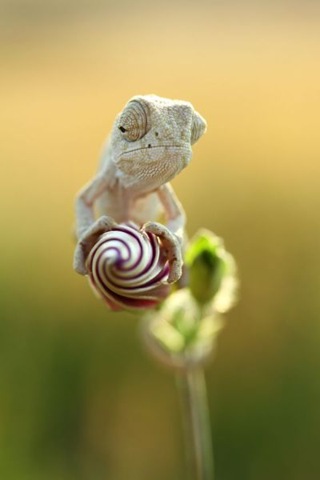 [funny-animals-cute-12%255B2%255D.jpg]