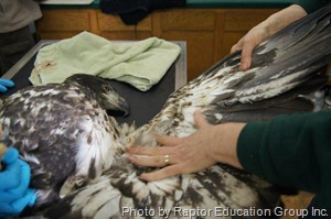 A rehabilitated immature female bald eagle undergoes her final physical in preparation of being released back into the wild. Photo by Raptor Education Group, Inc.