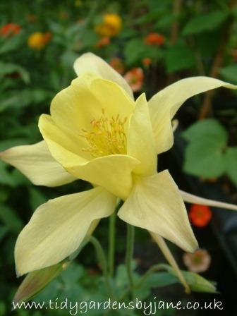 [Aquilegia%2520Photo%2520-%2520Copy%255B2%255D.jpg]
