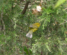 Now we are at the Northwood Center of CMBO - with a VERY cooperative Prairie Warbler. Notice the white edges of the tail