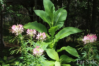 Tobacco and Cleome