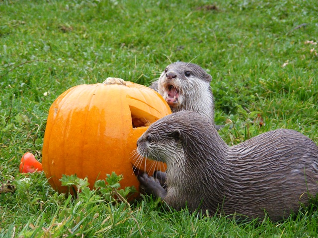 [DSCF7964%255B7%255D.jpg]