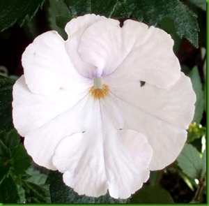 Achimenes Snow Queen