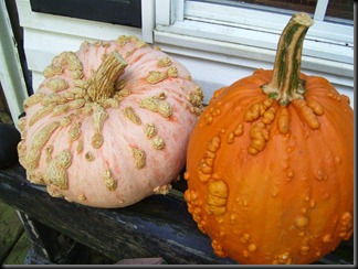 warty pumpkins