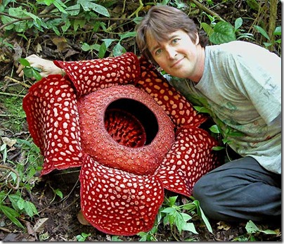 Rafflesia arnoldii besar