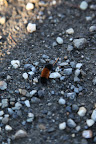 I think this is a woolly bear caterpillar!