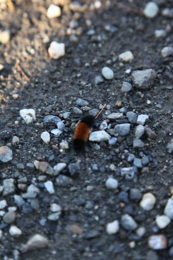 I think this is a woolly bear caterpillar!