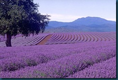 lavandas en flor
