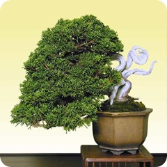 juniper_jpg juniper_jpg