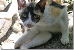 Portrait of a Cat