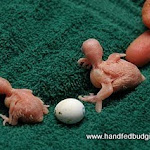3 & 1 day old babies.jpg 3 & 1 day old babies.jpg