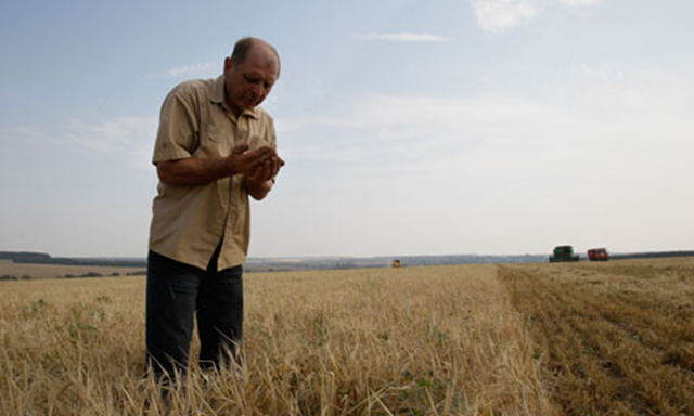 A farmer checks barley in a field south of Moscow. During the summer of 2012, Russia banned grain exports after a severe drought reduced harvest estimates. Ivan Sekretarev / AP