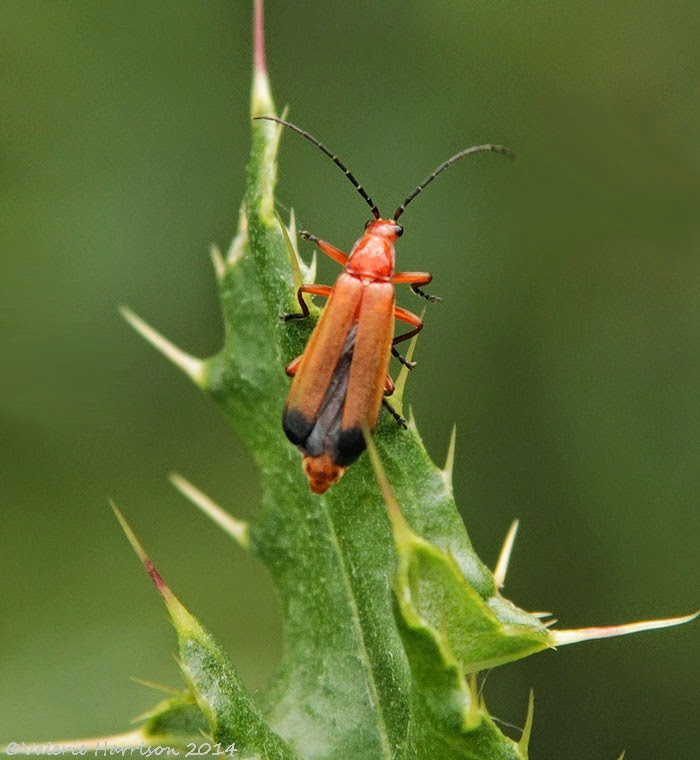 [common-red-soldier-beetle-rhagonycha-fulva%255B2%255D.jpg]