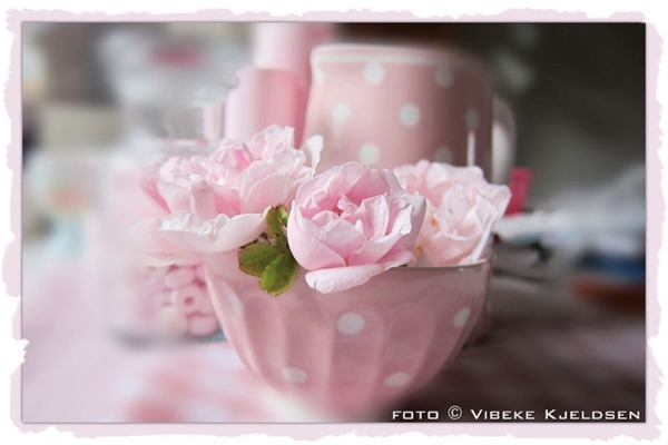 rose_StanwellPerpetual_02 rose_StanwellPerpetual_02