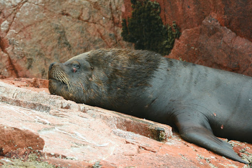sookie stackhouse anna paquin