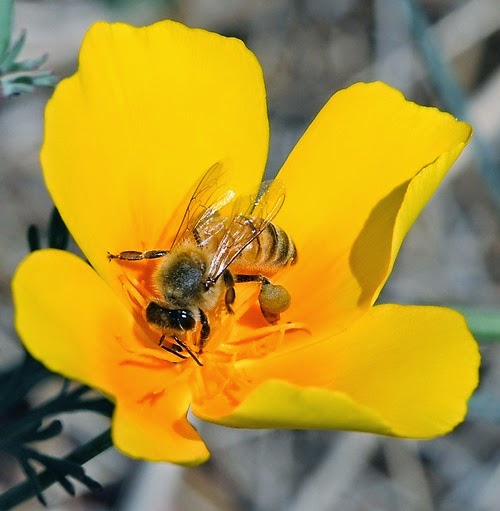 [bee%255B4%255D.jpg]