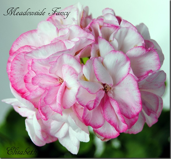 Pelargonium juni-11 039 Pelargonium juni-11 039