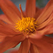 beauty4.jpg