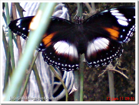 klasifikasi kupu-kupu Common Eggfly Butterfly - Hypolimnas bolina - female 5