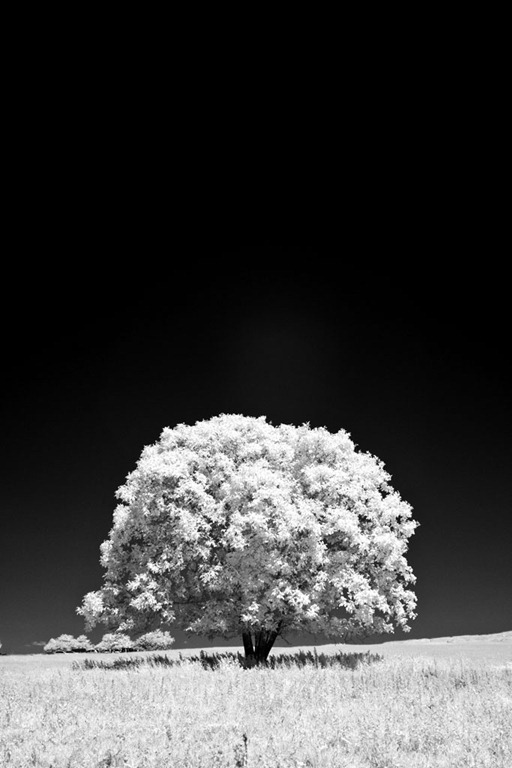 [The-Tree-54.jpg]
