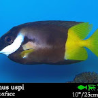 Siganus_uspi.jpg