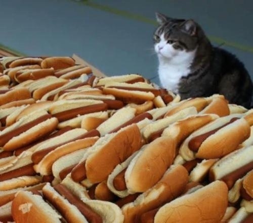 [strange-cats-expain-that-57%255B2%255D.jpg]
