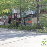 13thAve53stTreePruning