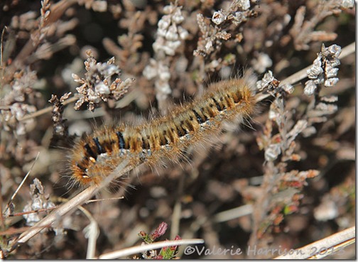 48-northern-eggar-caterpillar