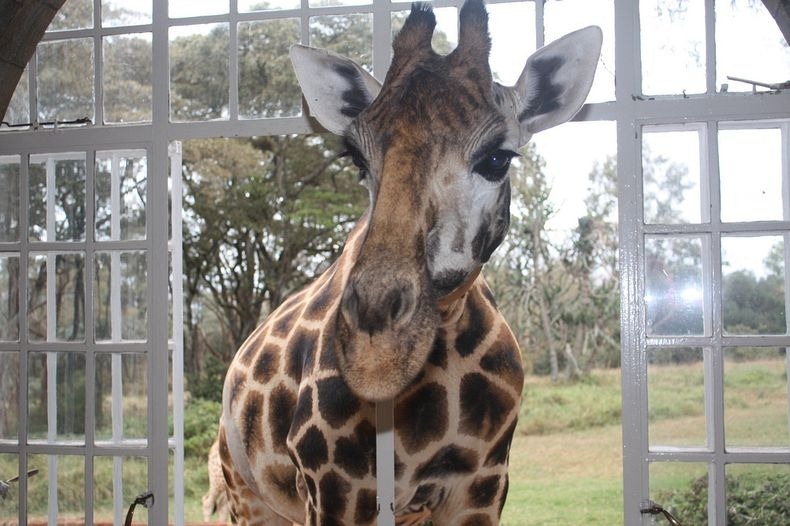 giraffe-manor-7 giraffe-manor-7