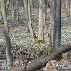 Rezerwat "Śnieżycowy Jar" dsc07017.jpg