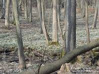 Rezerwat Śnieżycowy Jar Rezerwat Śnieżycowy Jar