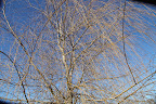 The Japanese have always prized the willow's delicate leaves and consider them to be the perfect match for the loveliness of their pink cherry blossoms in the spring.